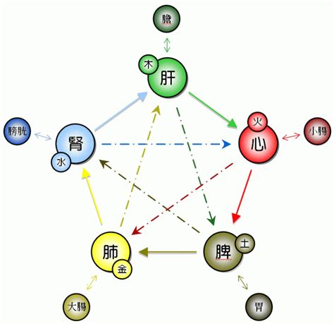 五行特質|五行人格:理論簡介,套用價值,理論基礎,身形特徵,性格特徵,養生表,。